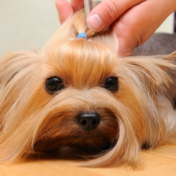 Posh Pooches - Professional, caring dog grooming in your neighbourhood.