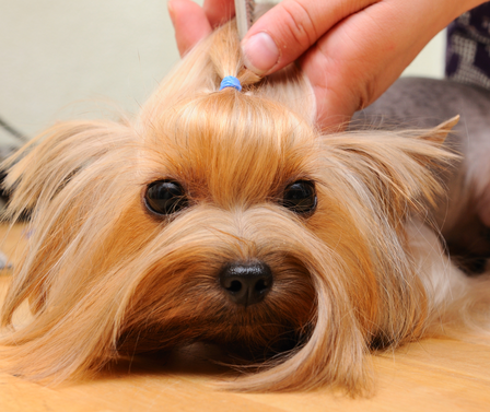 Posh Pooches Image