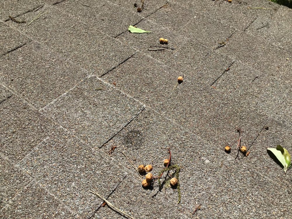 Slide of Basic Roofing