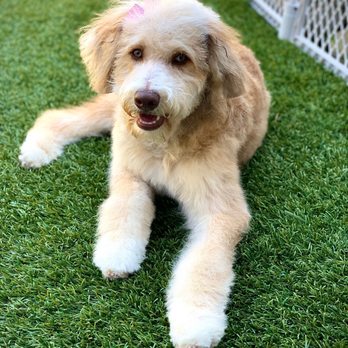 Paw Purrfection - Olive after her first groom with Julia @ Paw Purrfection. - Pet Groomers Near Me - Carlsbad, California Paw Purrfection - Olive after her first groom with Julia @ Paw Purrfection. - Pet Groomers Near Me - Carlsbad, California