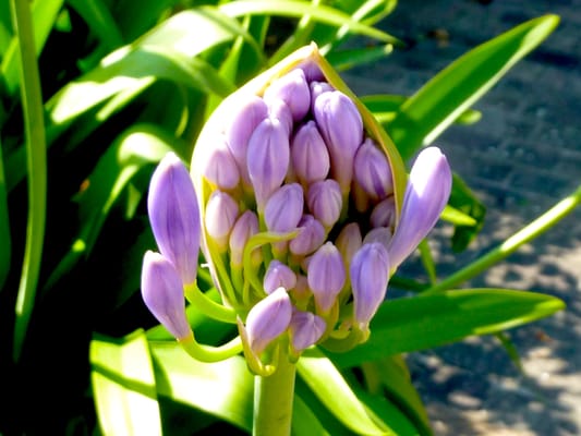 Botanical Garden by null