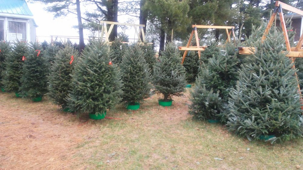 WERKMEISTER CHRISTMAS TREE FARM Updated June 2024 966 Clarks Ln