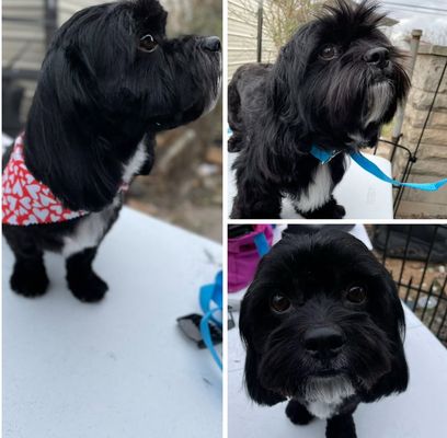 Playful Paws Mobile Grooming