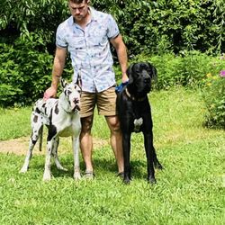 Polite Perimeter Pets - Our big babies