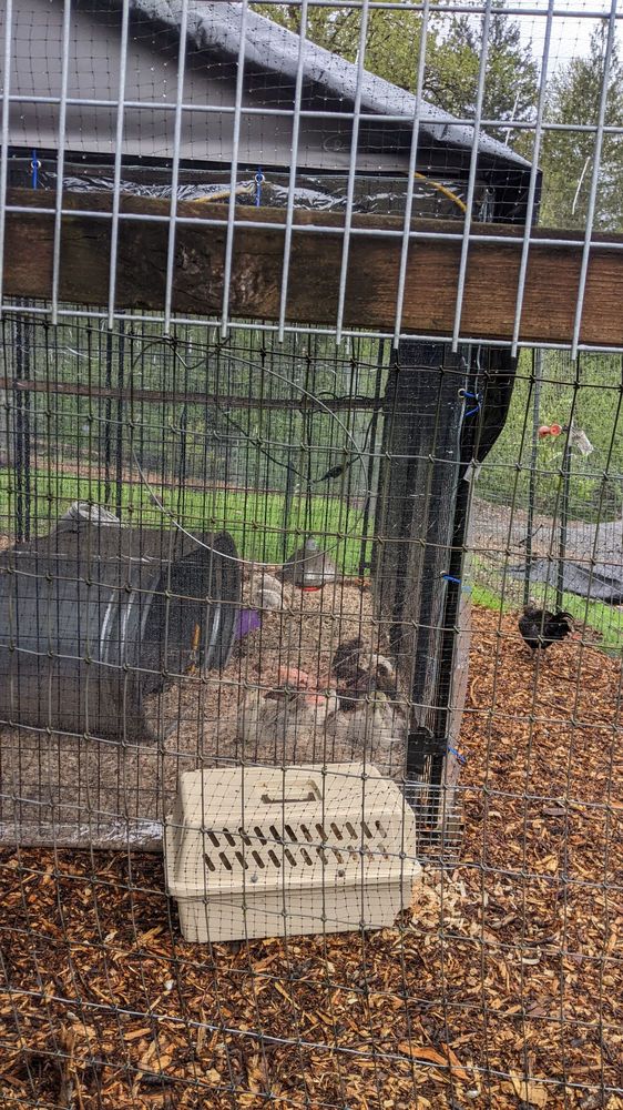 Farmer Frog - social services organization in Snohomish, WA