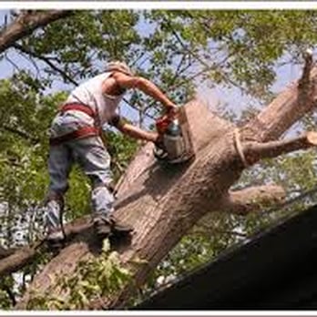 J. J. Improvements & Tree Services - Removal one section at a time. - Tree Services Near Me - Lexington, North Carolina J. J. Improvements & Tree Services - Removal one section at a time. - Tree Services Near Me - Lexington, North Carolina
