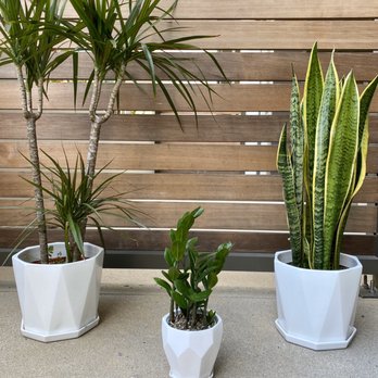 Evergreen Nursery - Got these little babies at an amazing family owned nursery. Amazing customer service. Beautiful addition to my home. - Nurseries & Gardening Near Me - Garden Grove, California