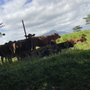Photo of Koloa Cemetery