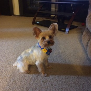 Park, Bark n' Scrub - Mobile Pet Grooming - My sweet boy - Pet Groomers Near Me