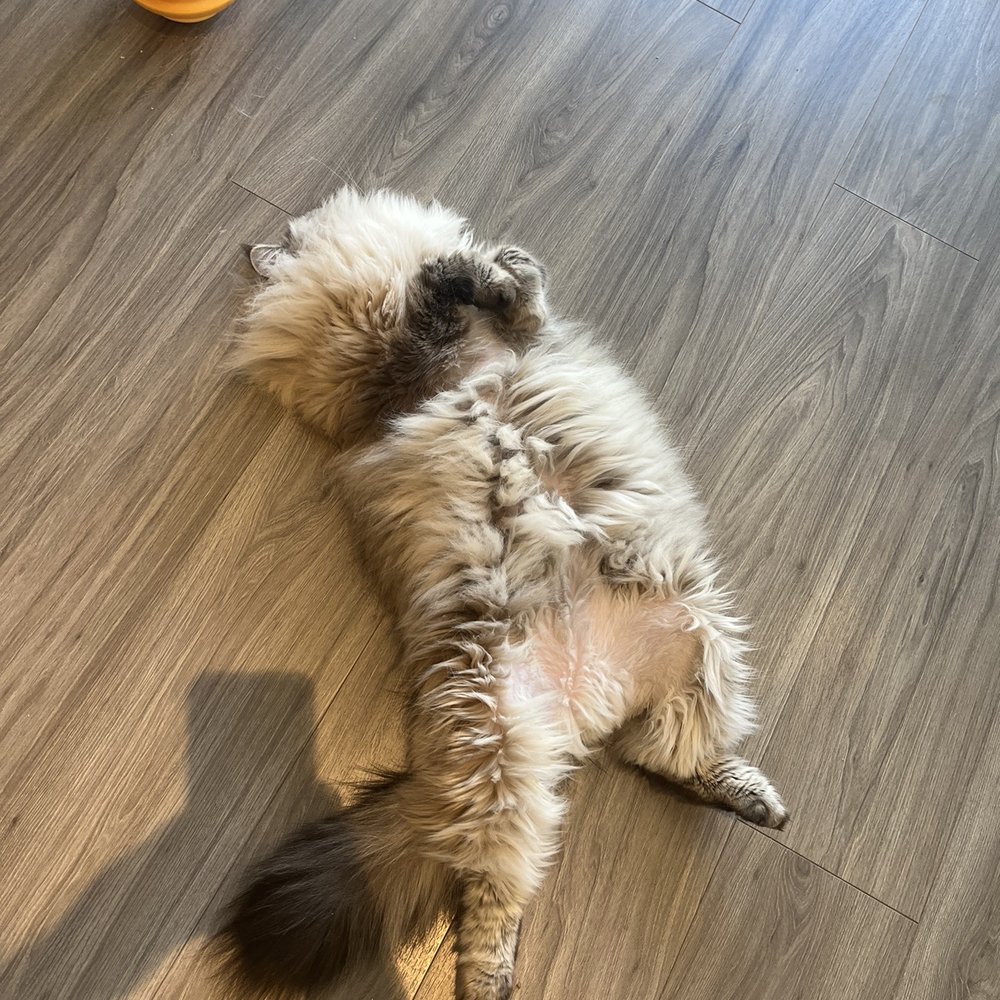 Cat Opia - very fluffy cat on its back - Pet Stores Near Me - Richmond, British Columbia Cat Opia - very fluffy cat on its back - Pet Stores Near Me - Richmond, British Columbia