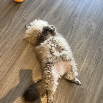 Cat Opia - very fluffy cat on its back - Pet Stores Near Me - Richmond, British Columbia