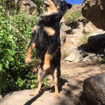 Dawn Mine Hike - She's a bear! - Hiking Near Me - Altadena, California