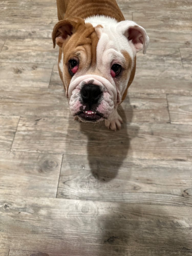 Saginaw Pet Care Image