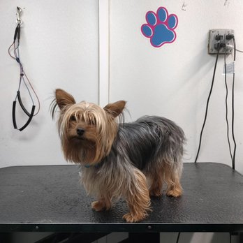 Mobile Grooming Sweet Pets - Pet Groomers Near Me Mobile Grooming Sweet Pets - Pet Groomers Near Me