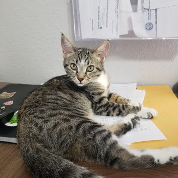 Spay Neuter Clinic - She's Part Bangel tiger and Domestic short haired. - Veterinarians Near Me - Glendale, Arizona Spay Neuter Clinic - She's Part Bangel tiger and Domestic short haired. - Veterinarians Near Me - Glendale, Arizona