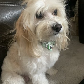 Bubble Doggie - After - Pet Groomers Near Me - La Mirada, California