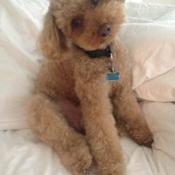 Moving Dog Spa - Pet Groomers Near Me