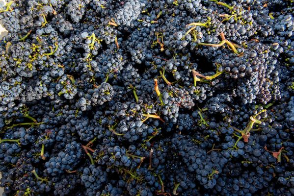 Black Walnut Inn & Vineyard by null