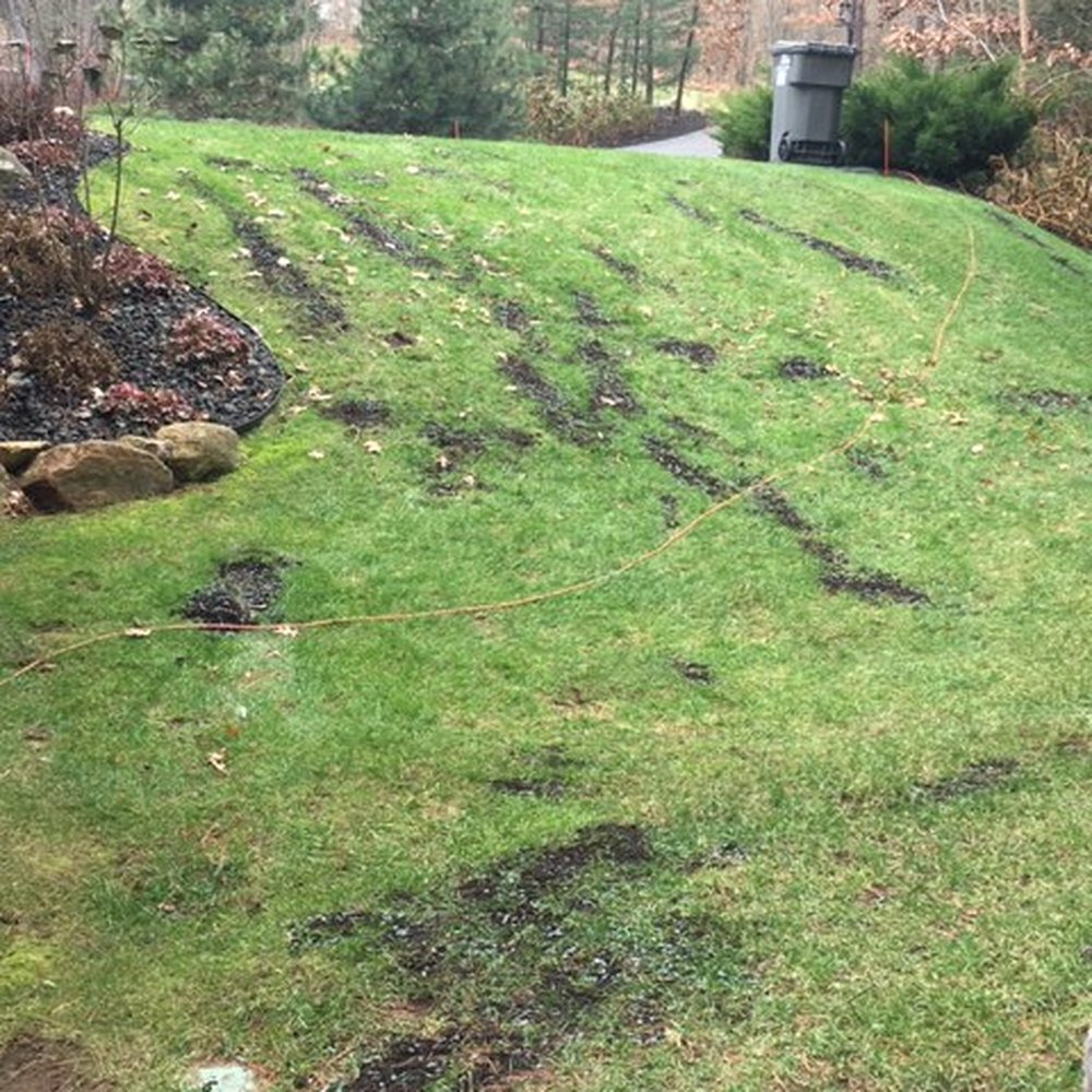 Tender Lawn Care - Lots more pics available, it was a season worth of damage - Snow Removal Near Me - Kentwood, Michigan Tender Lawn Care - Lots more pics available, it was a season worth of damage - Snow Removal Near Me - Kentwood, Michigan