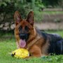Photo of A Glen Saxon Kennels