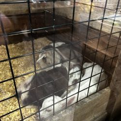 Kingston Creamery - Goats