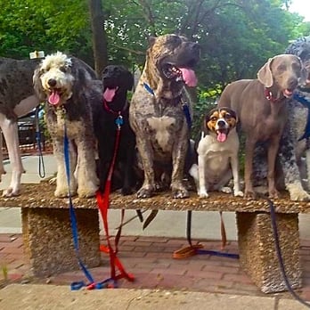 Canine Intelligence Agency - Pet Training Near Me - Chicago, Illinois Canine Intelligence Agency - Pet Training Near Me - Chicago, Illinois