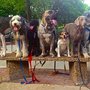 Photo of Canine Intelligence Agency