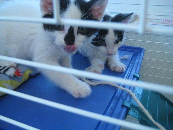 vca almaden valley animal hospital yelp