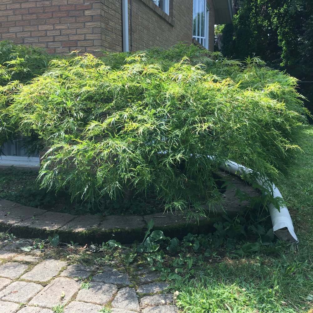Matt Via Pruning - tree service in Delmar, NY