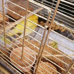 Blanco's Pet Shop