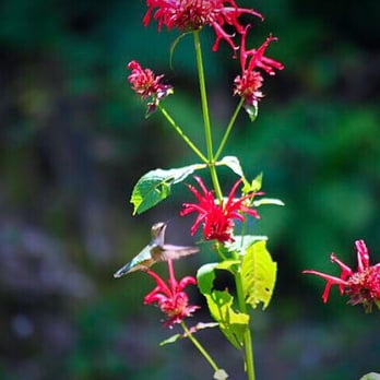 Lake Sunset Lakehouse - Front yard hummingbird - Vacation Rentals Near Me Lake Sunset Lakehouse - Front yard hummingbird - Vacation Rentals Near Me