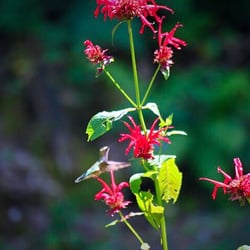 Lake Sunset Lakehouse - Front yard hummingbird