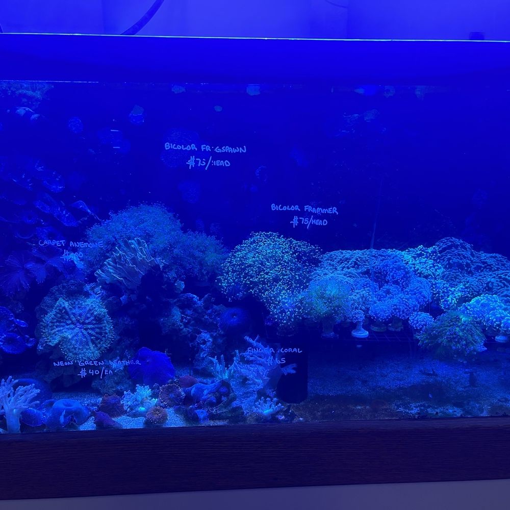 Coral tank Coral tank