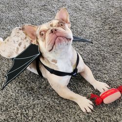 Obsidian and Sage - Hi I am Dude! I am an official greeter at mama's shop! I love my job and all the people I get to meet everyday. See you soon!
