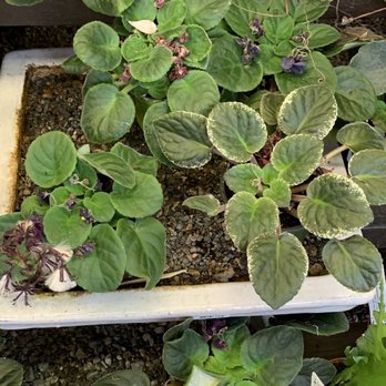 Armstrong Garden Centers - Nurseries & Gardening Near Me - El Cajon, California