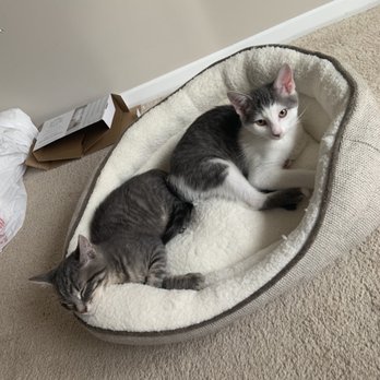 Dunloggin Veterinary Hospital - My babies! Now healthy as ever - Veterinarians Near Me - Ellicott City, Maryland Dunloggin Veterinary Hospital - My babies! Now healthy as ever - Veterinarians Near Me - Ellicott City, Maryland