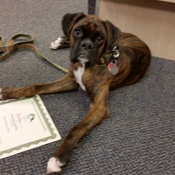 Pawsitively Good Pup - Pet Training Near Me - Berea, Ohio Pawsitively Good Pup - Pet Training Near Me - Berea, Ohio