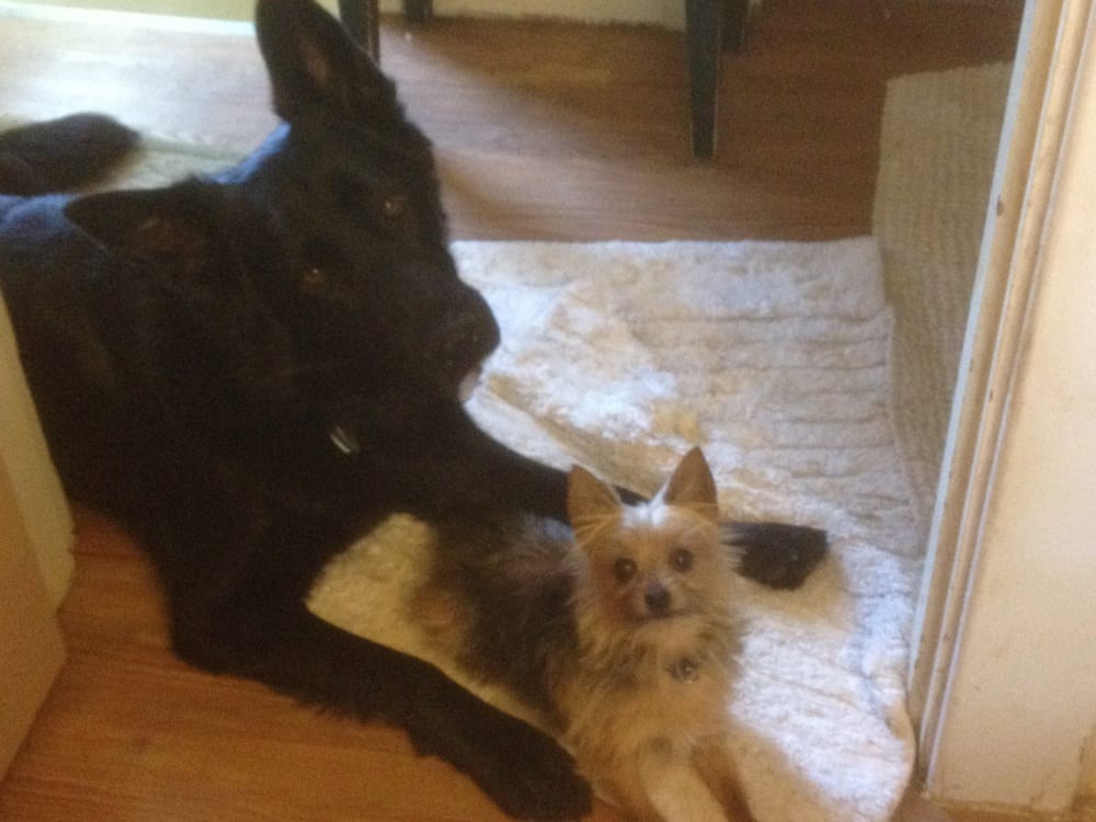 Comprehending Canines - pet boarding facility in Riverside, OH