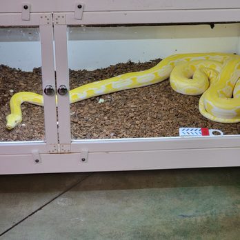 New England Reptile Distributors - Pet Stores Near Me - Plaistow, New Hampshire New England Reptile Distributors - Pet Stores Near Me - Plaistow, New Hampshire