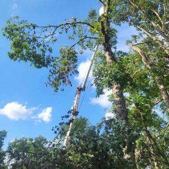 Razorback Tree Service - Topping out broken damage - Tree Services Near Me - Fayetteville, Arkansas Razorback Tree Service - Topping out broken damage - Tree Services Near Me - Fayetteville, Arkansas