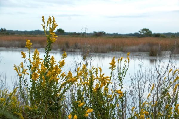 False Cape State Park by null