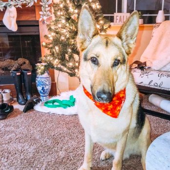 Lesha's Dog Grooming - Pet Groomers Near Me - Tacoma, Washington