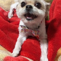 Doggie Style Pet Grooming - My Mackenzie