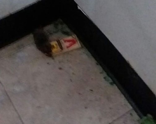 Mouse elimination - Mouse service consisting of strong bait and snap traps as well as sealing entry points with steel wool. Mouse elimination - Mouse service consisting of strong bait and snap traps as well as sealing entry points with steel wool.