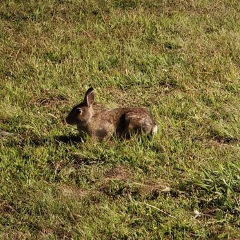 Cape Sands Inn - The bunny! - Hotels Near Me - West Yarmouth, Massachusetts Cape Sands Inn - The bunny! - Hotels Near Me - West Yarmouth, Massachusetts