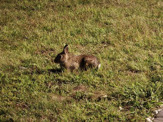 Cape Sands Inn by null