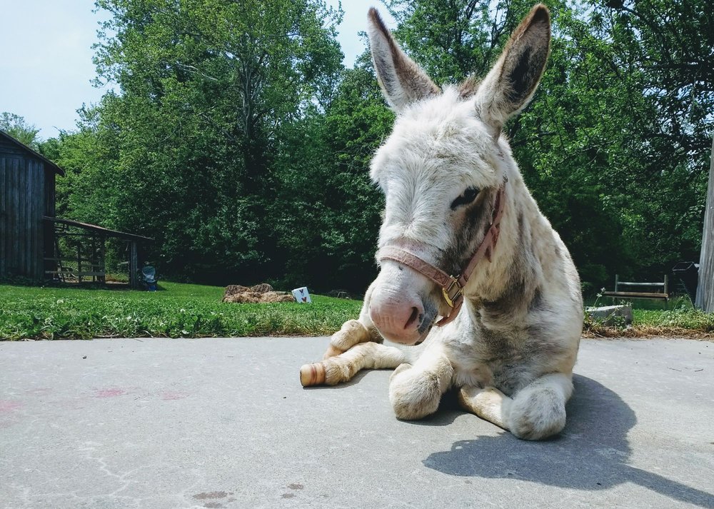 CLOVER TRAILS FARM 1416 Nc Hwy 86 S, Yanceyville, North Carolina