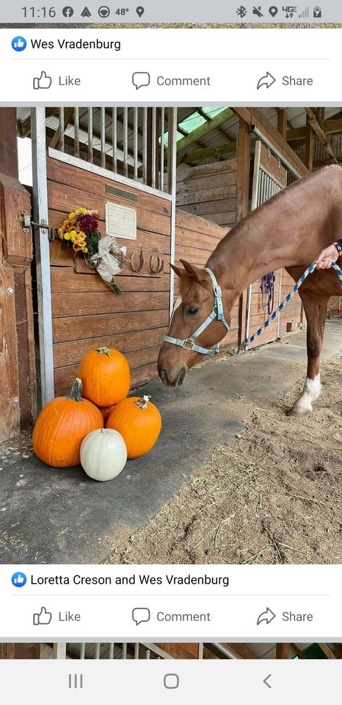 Triple C Pleasure Horses - equestrian in Enumclaw, WA