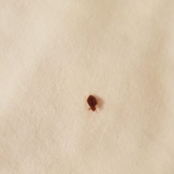 San Simeon Lodge - Bed bug - Hotels Near Me - San Simeon, California San Simeon Lodge - Bed bug - Hotels Near Me - San Simeon, California