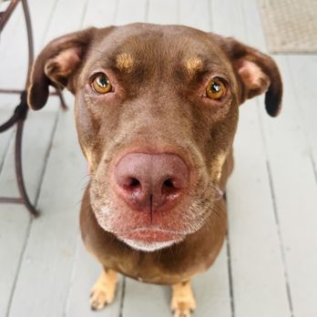 Amy’s Reliable Pet Care - No one can resist - Pet Sitting Near Me - Kyle, Texas Amy’s Reliable Pet Care - No one can resist - Pet Sitting Near Me - Kyle, Texas